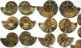 Lot: to Cut/Polished Ammonite Fossil - Pairs #117038-2